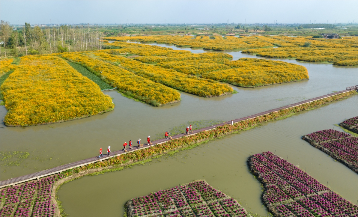 2023年9月26日，在江苏省兴化市千垛菊花景区，当地志愿者在检查清扫景区道路。.jpg