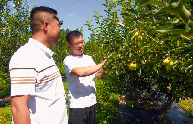 水泉乡稻田村锦绣海棠果园,技术人员姜子新(右一)正在进行疏花疏果作业。布仁摄
