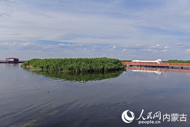 盛夏时节的乌梁素海。胡东育摄